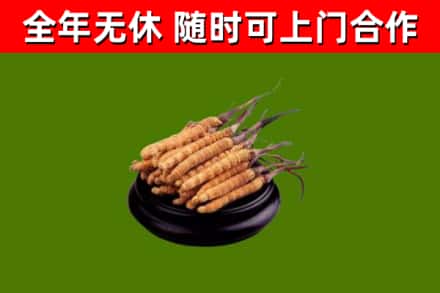 古蔺烟酒回收冬虫夏草.jpg