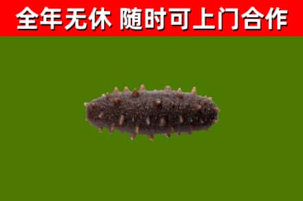 古蔺烟酒回收干海参.jpg